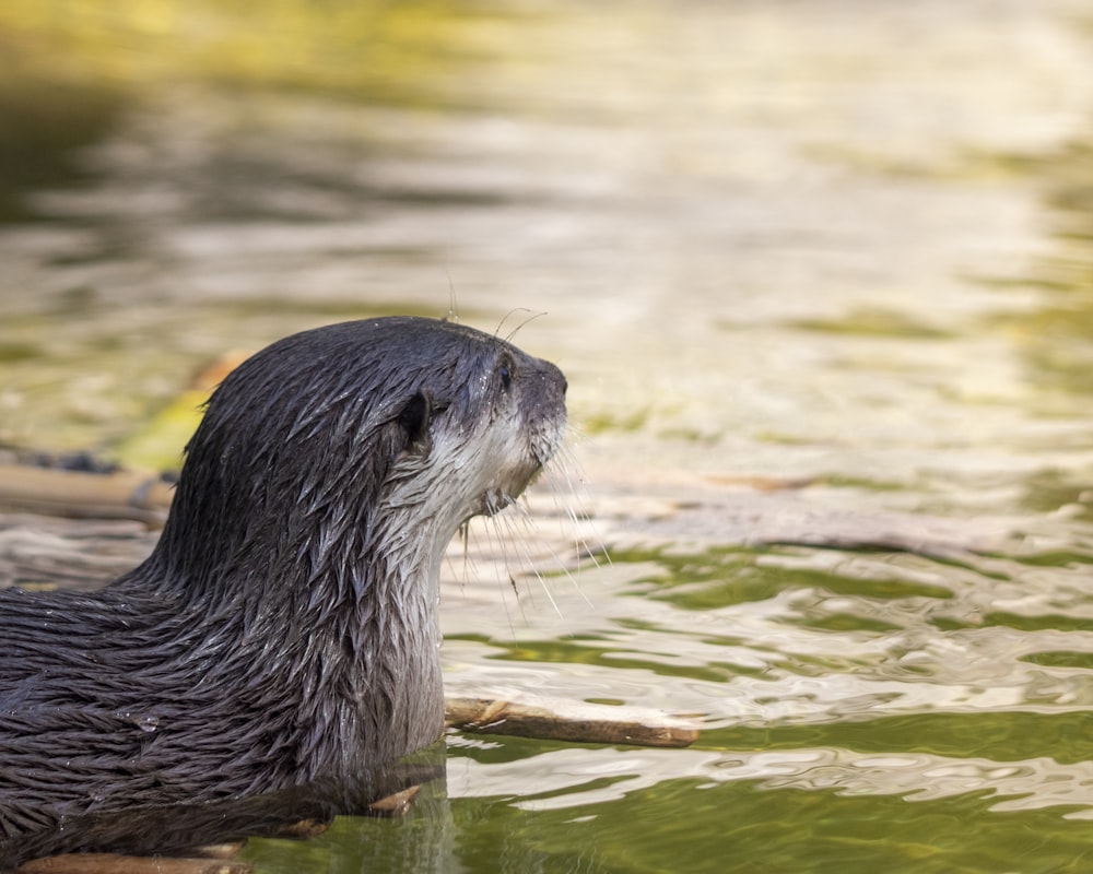 a close up of a wet otter in the water