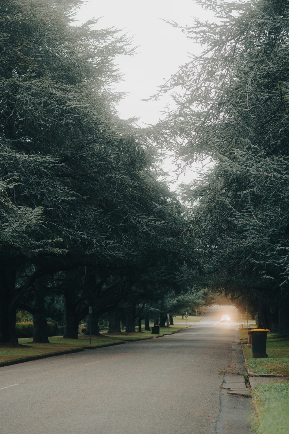 a street lined with lots of trees next to a park