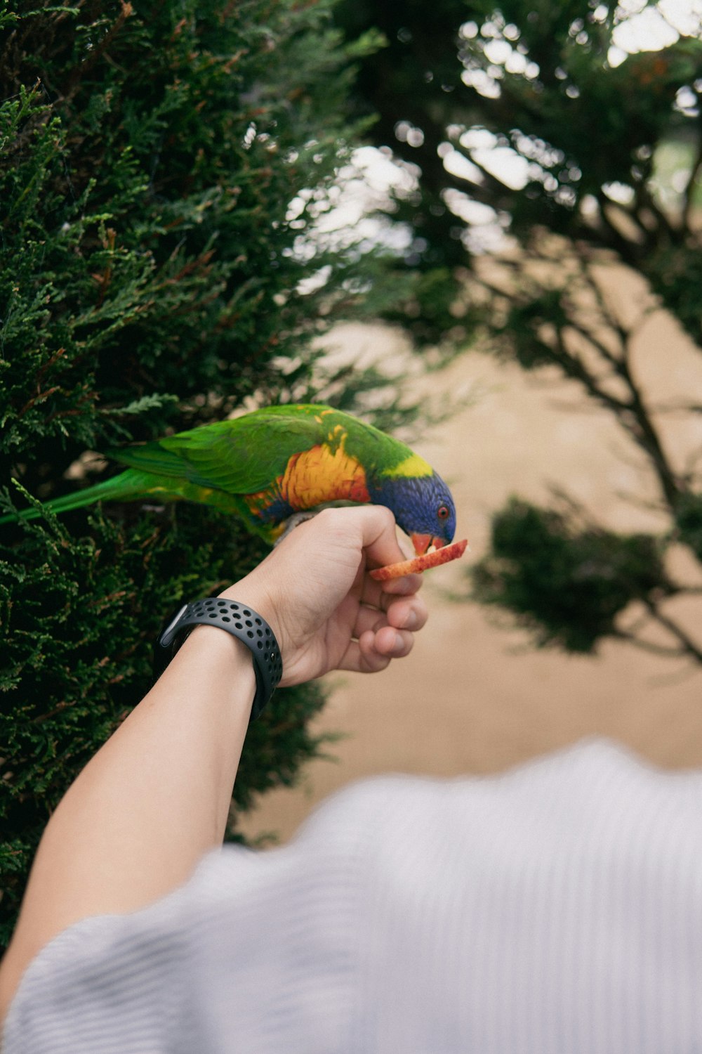 a person holding a colorful bird in their hand