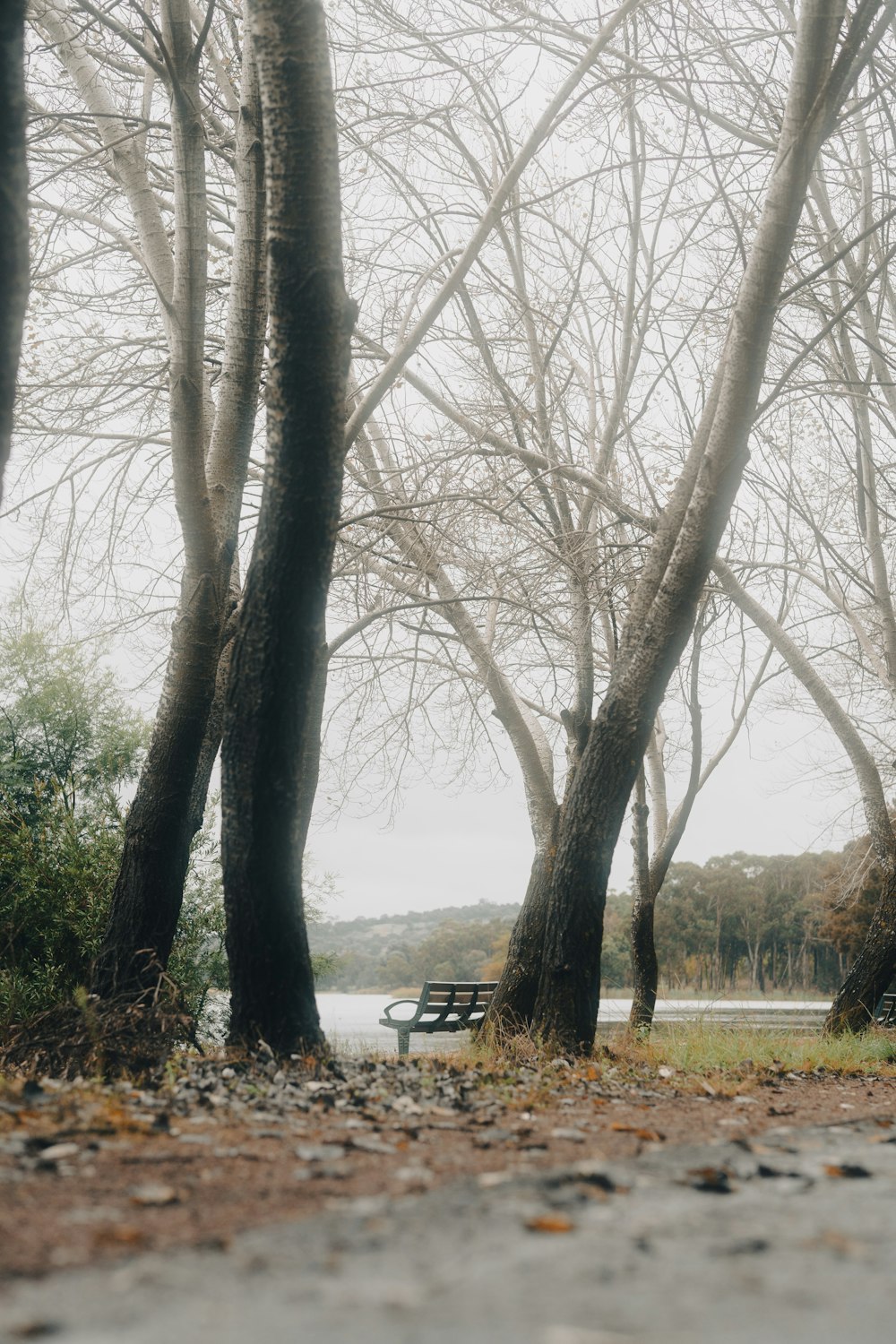 Una panchina del parco seduta nel mezzo di una foresta