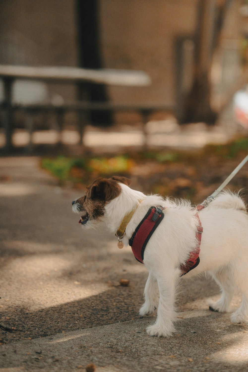 a small white and brown dog on a leash