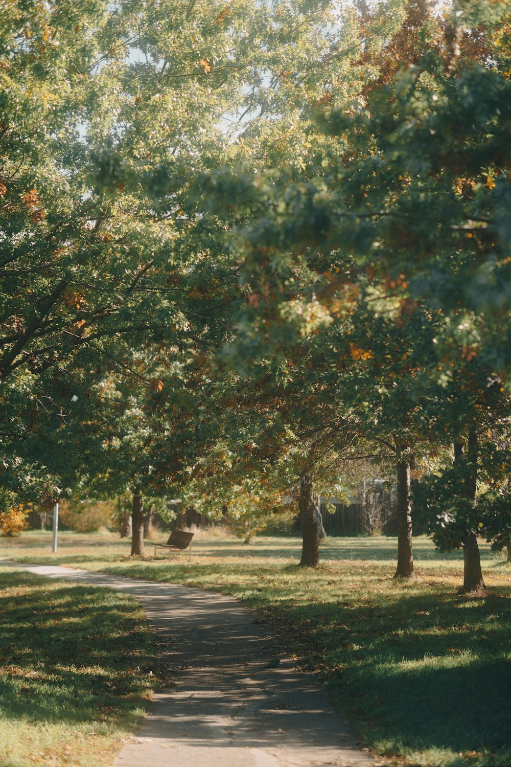 a path through a park lined with trees