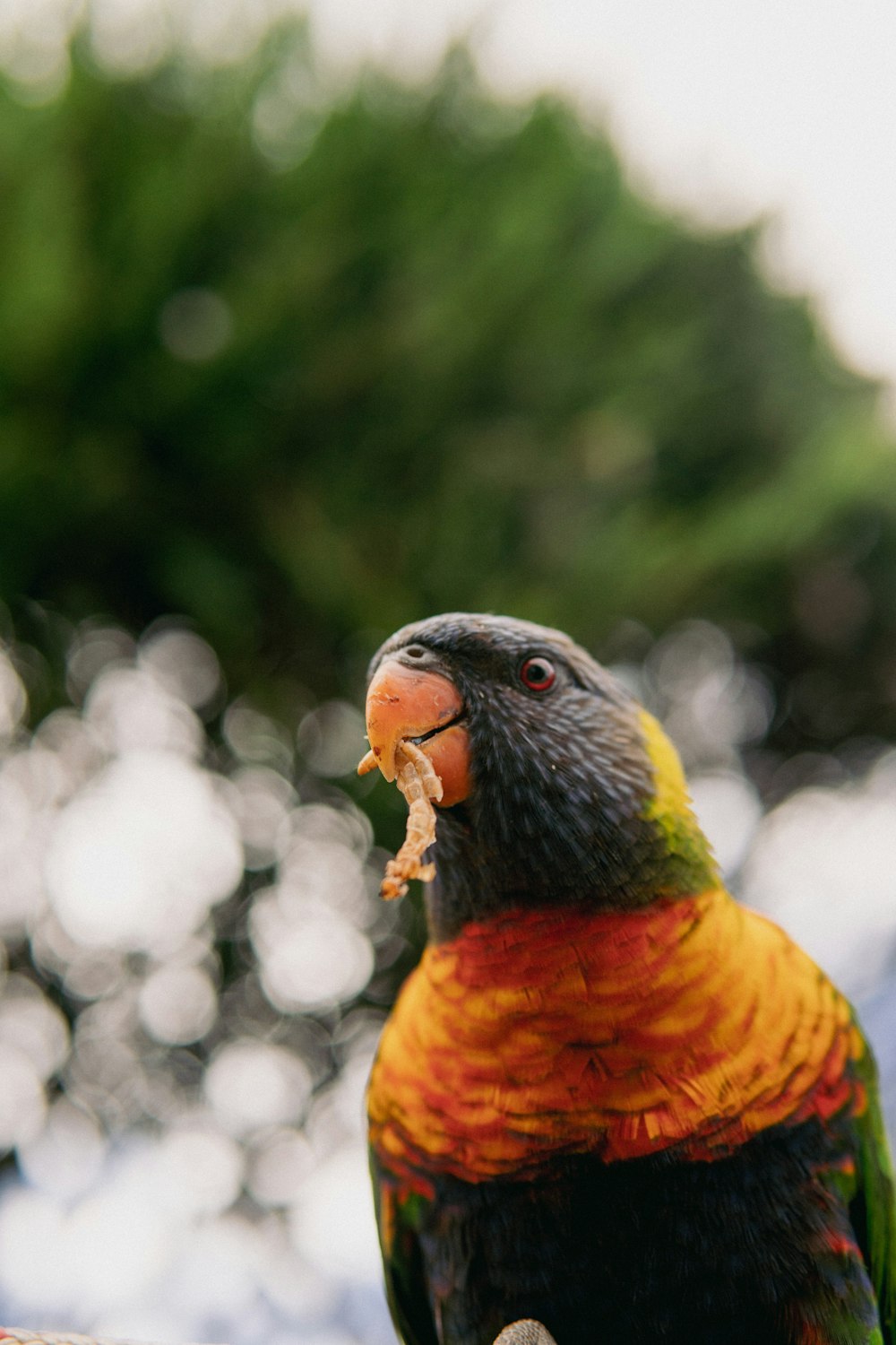 Un pájaro colorido con un trozo de comida en la boca