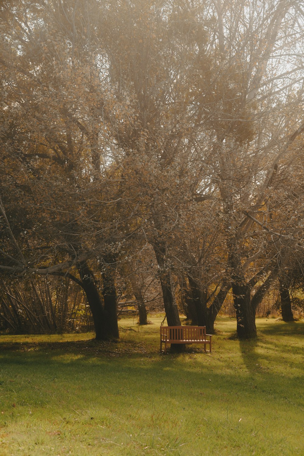 a wooden bench sitting in the middle of a park