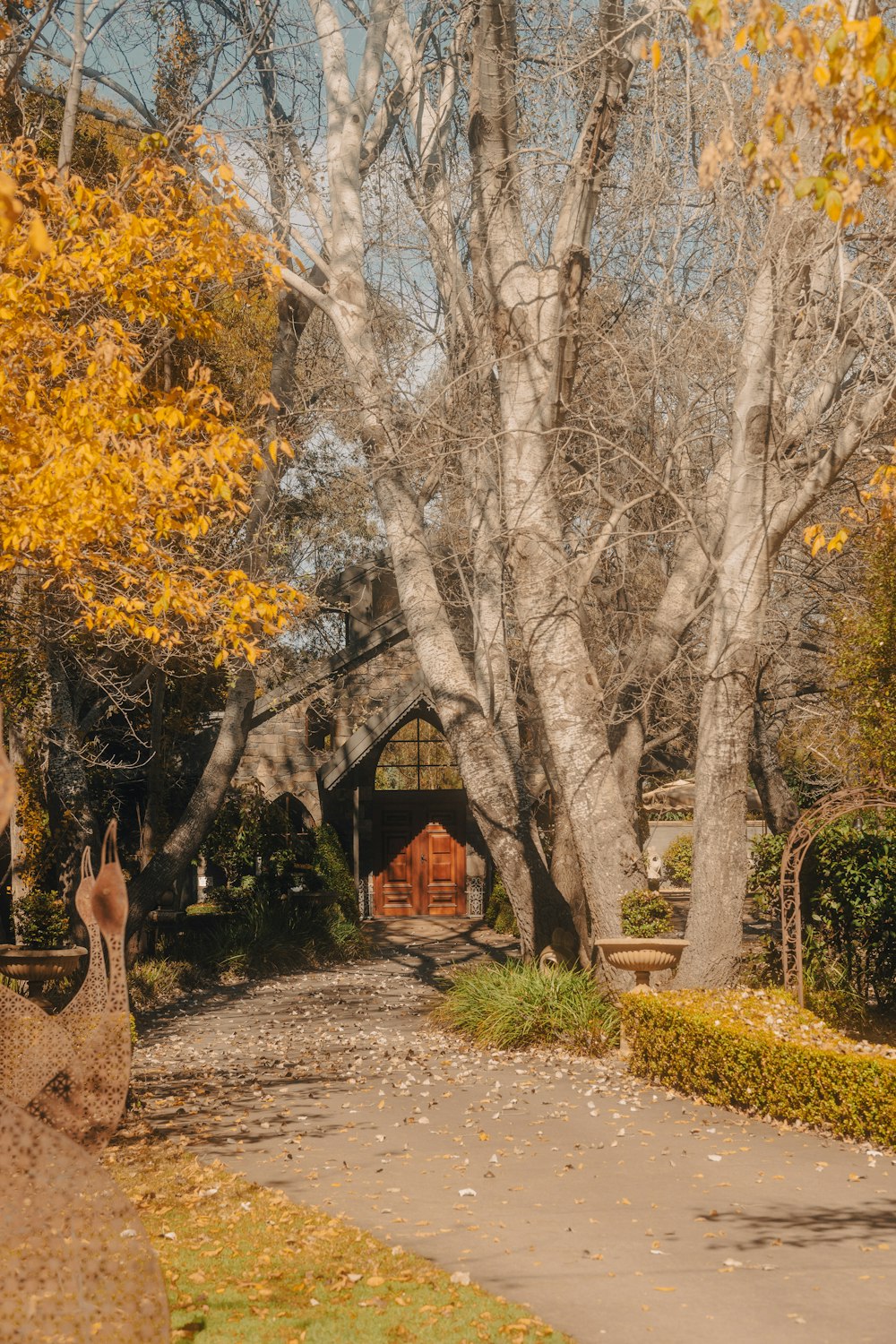 a large tree with yellow leaves in a park