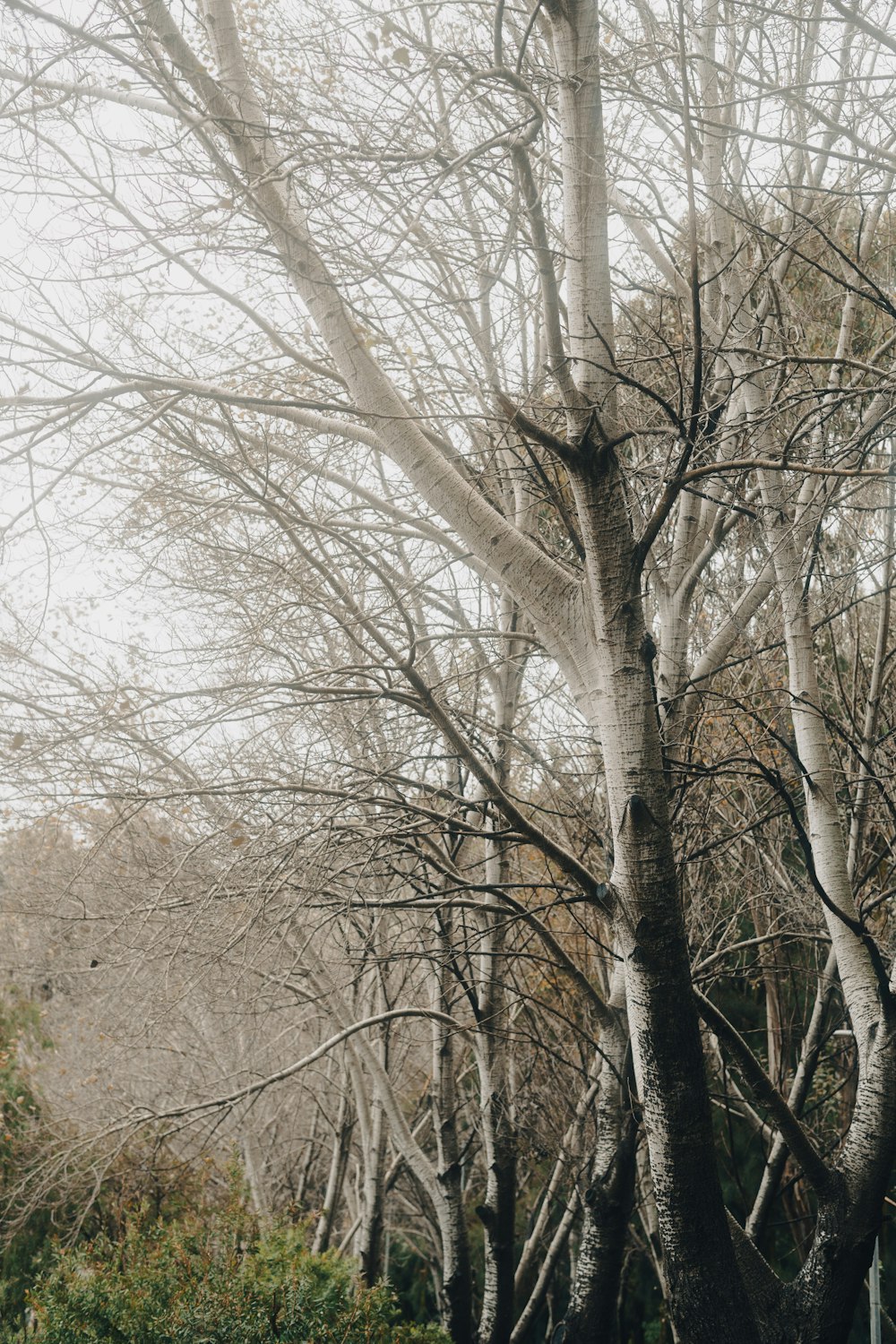 a group of trees with no leaves on them