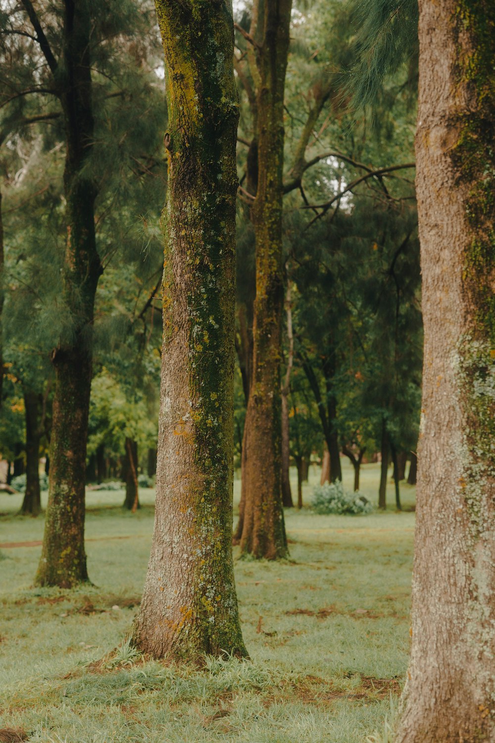 a couple of trees that are in the grass