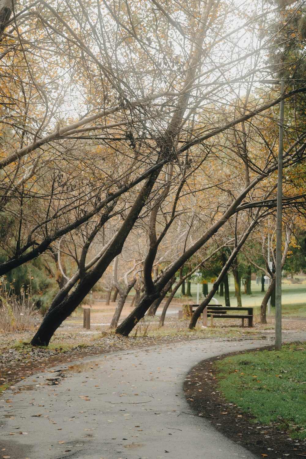 a path in a park surrounded by trees