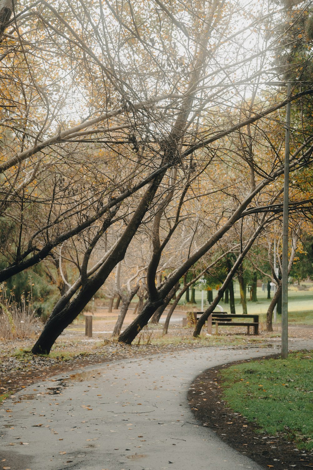 Un percorso in un parco circondato da alberi