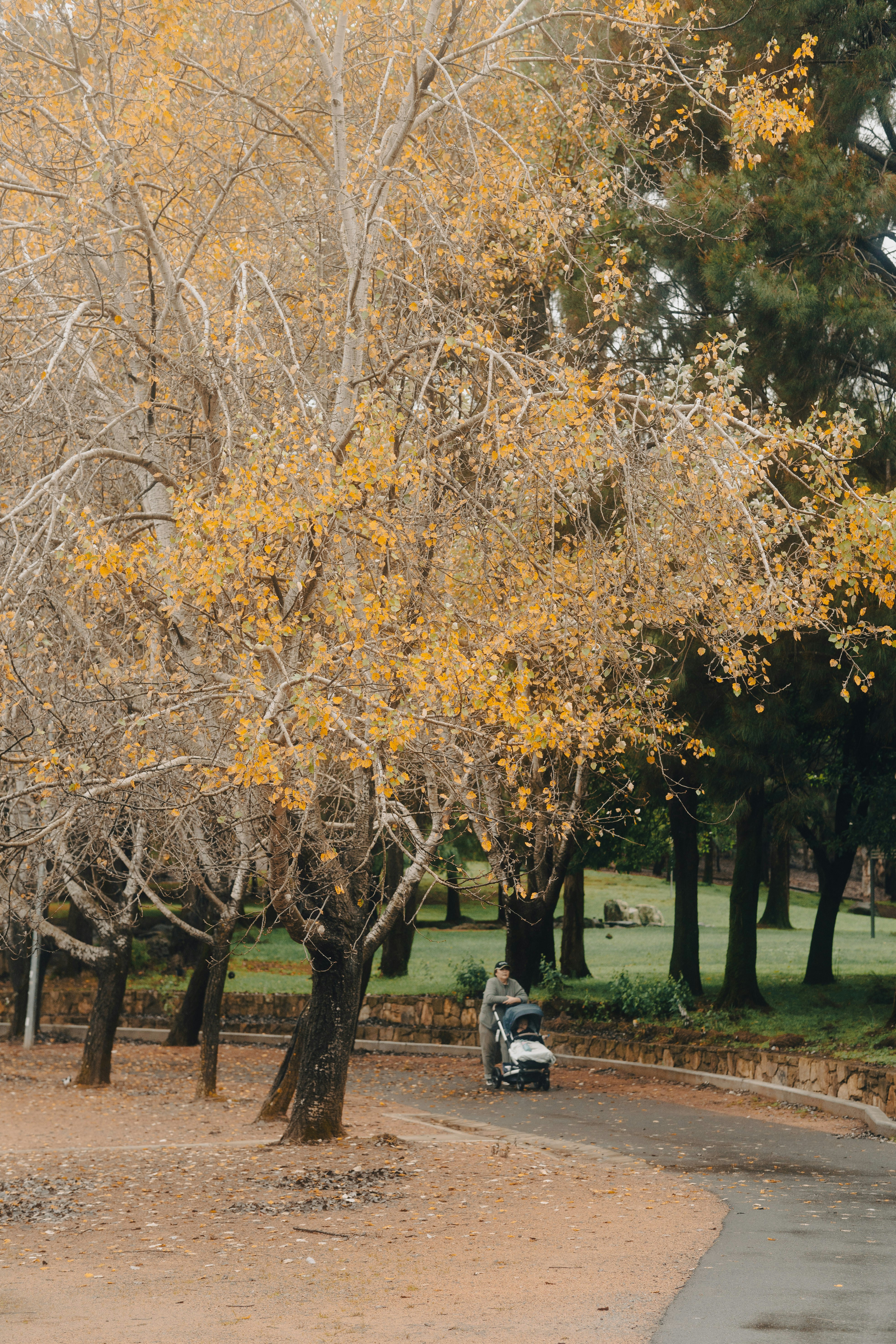 a person riding a bike in a park