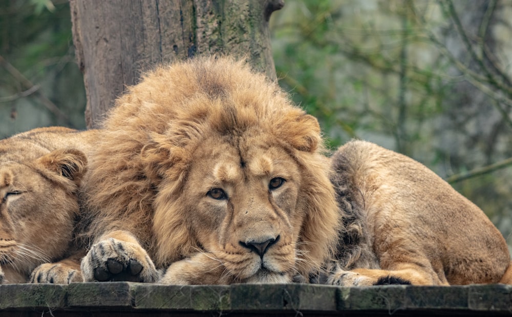 a couple of lions laying on top of a wooden platform