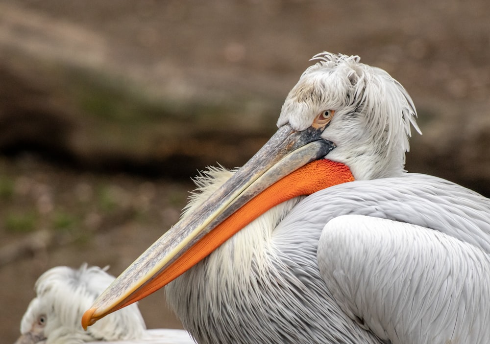 a large bird with a long beak standing next to a baby bird