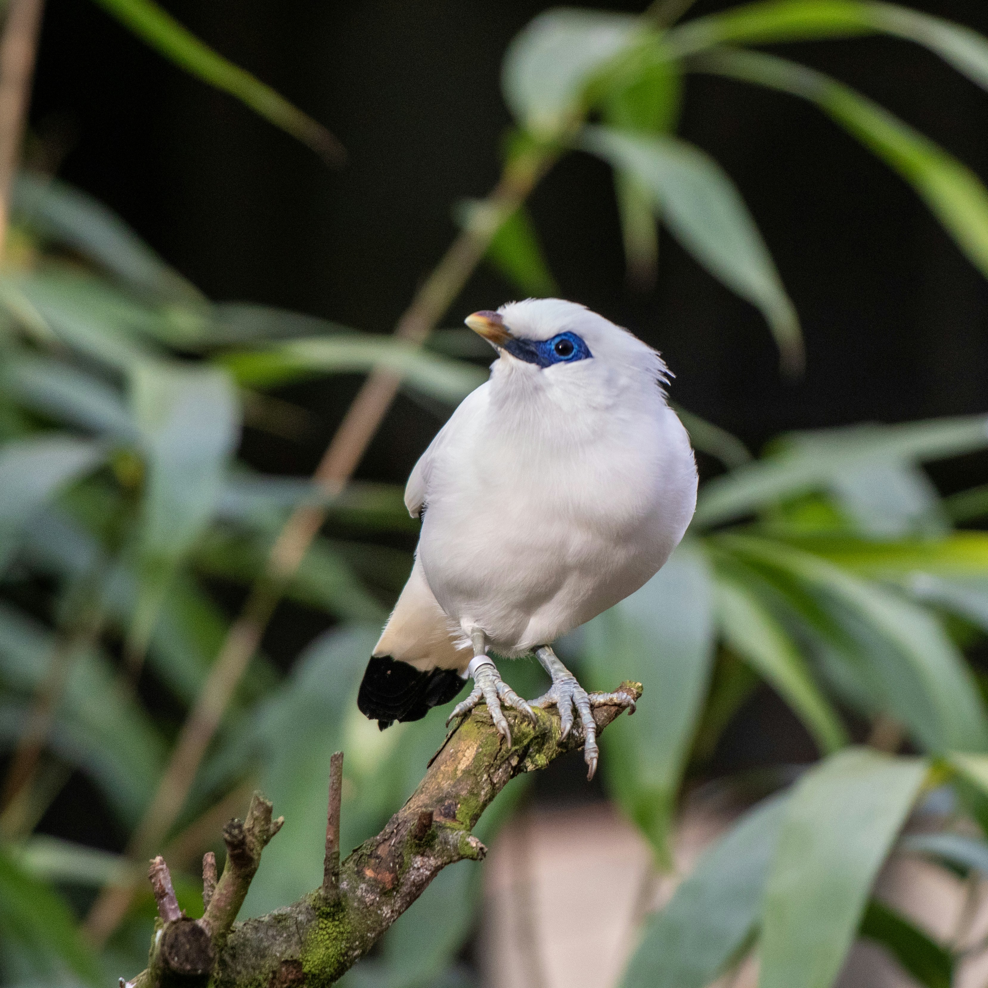 A white bird with blue eyes sitting on a branch photo – Free Avenue de ...