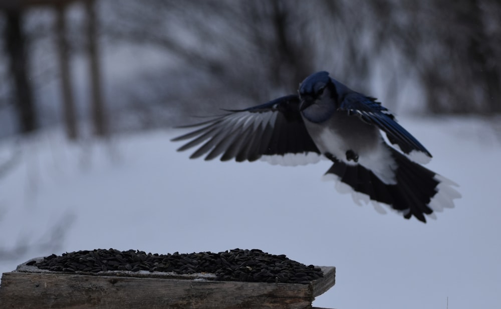 a bird flying over a pile of black seed