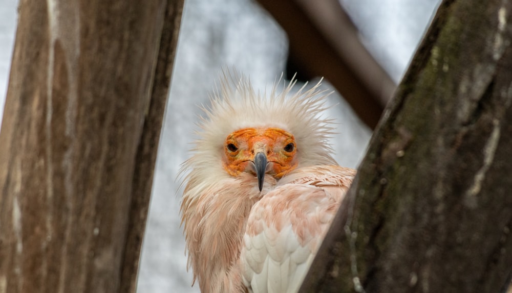 a white and orange bird is perched on a tree