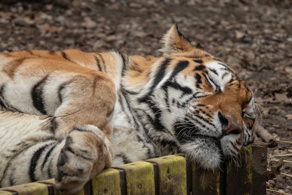 a tiger laying on top of a wooden fence