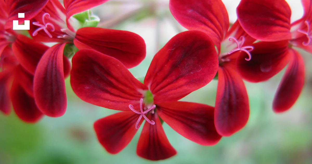 Un bouquet de fleurs rouges qui sont sur une branche photo – Photo ...