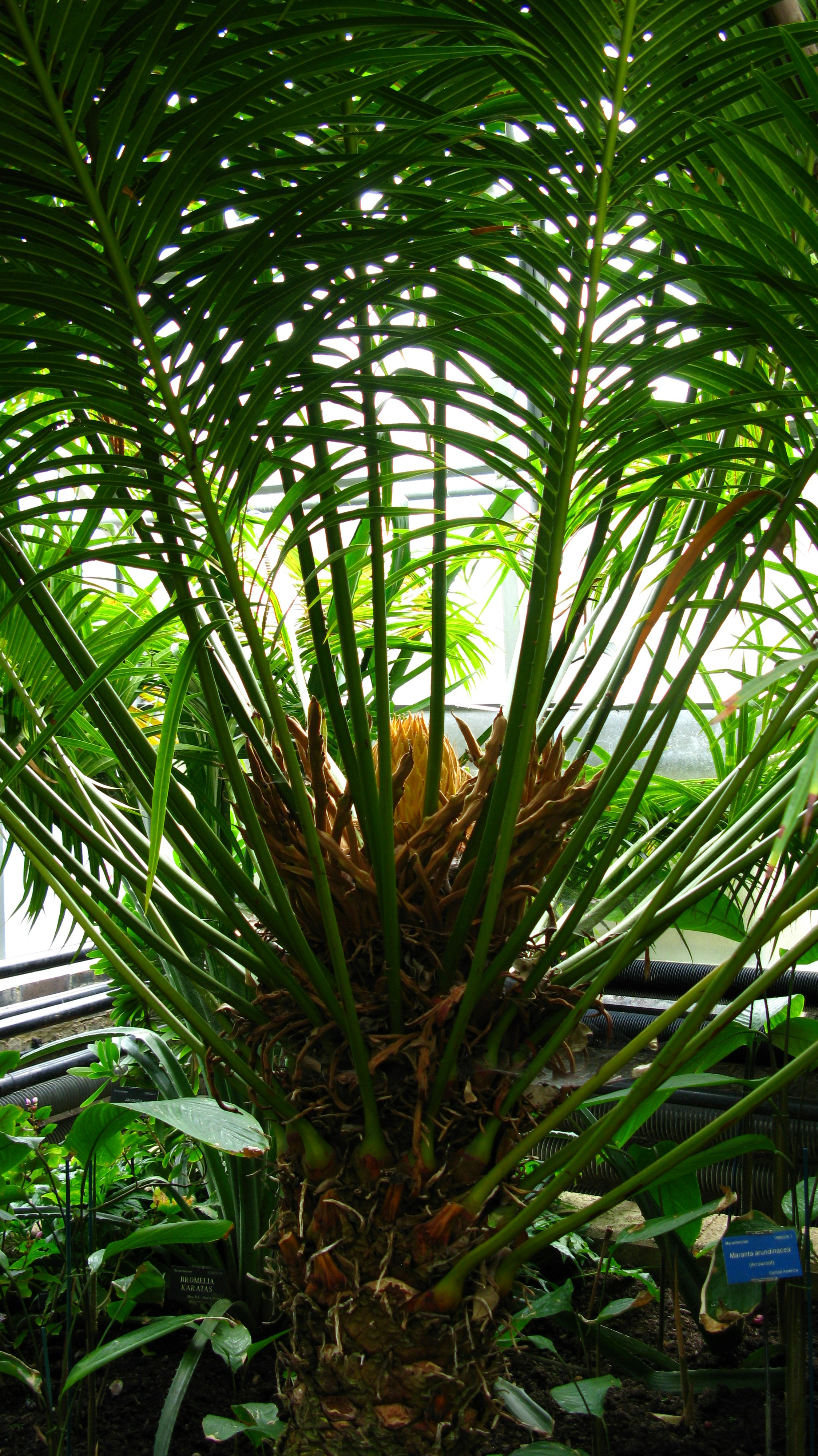 Foto zum Thema Eine palme mit vielen grünen blättern Kostenloses Bild