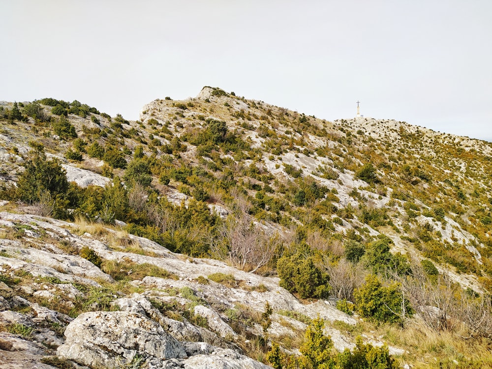 a rocky hill with trees and bushes growing on it