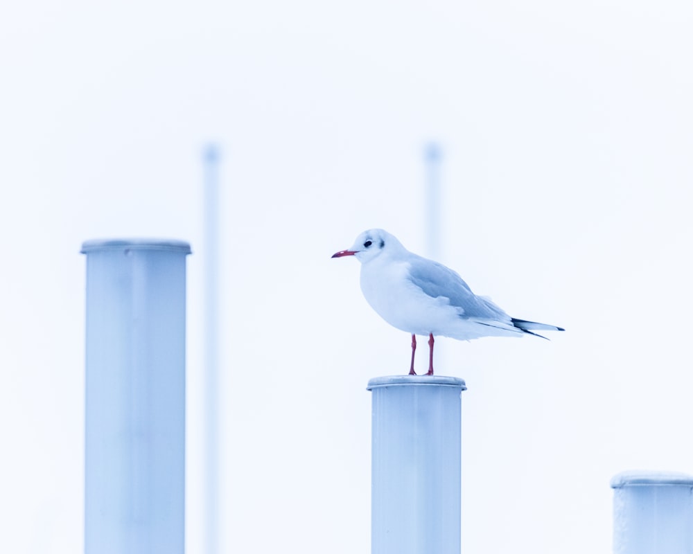 a seagull is standing on top of a pole