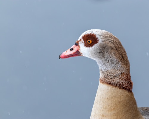 A close-up profile of a bird with brown and beige feathers, a distinctive pink and black bill, and bright orange eyes. The bird has a noticeable dark brown eye patch and is set against a soft, blurred gray background, suggesting a calm and overcast environment.