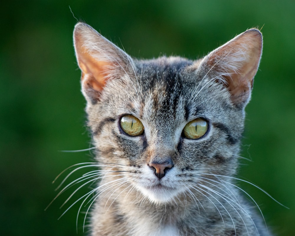 a close up of a cat with green eyes