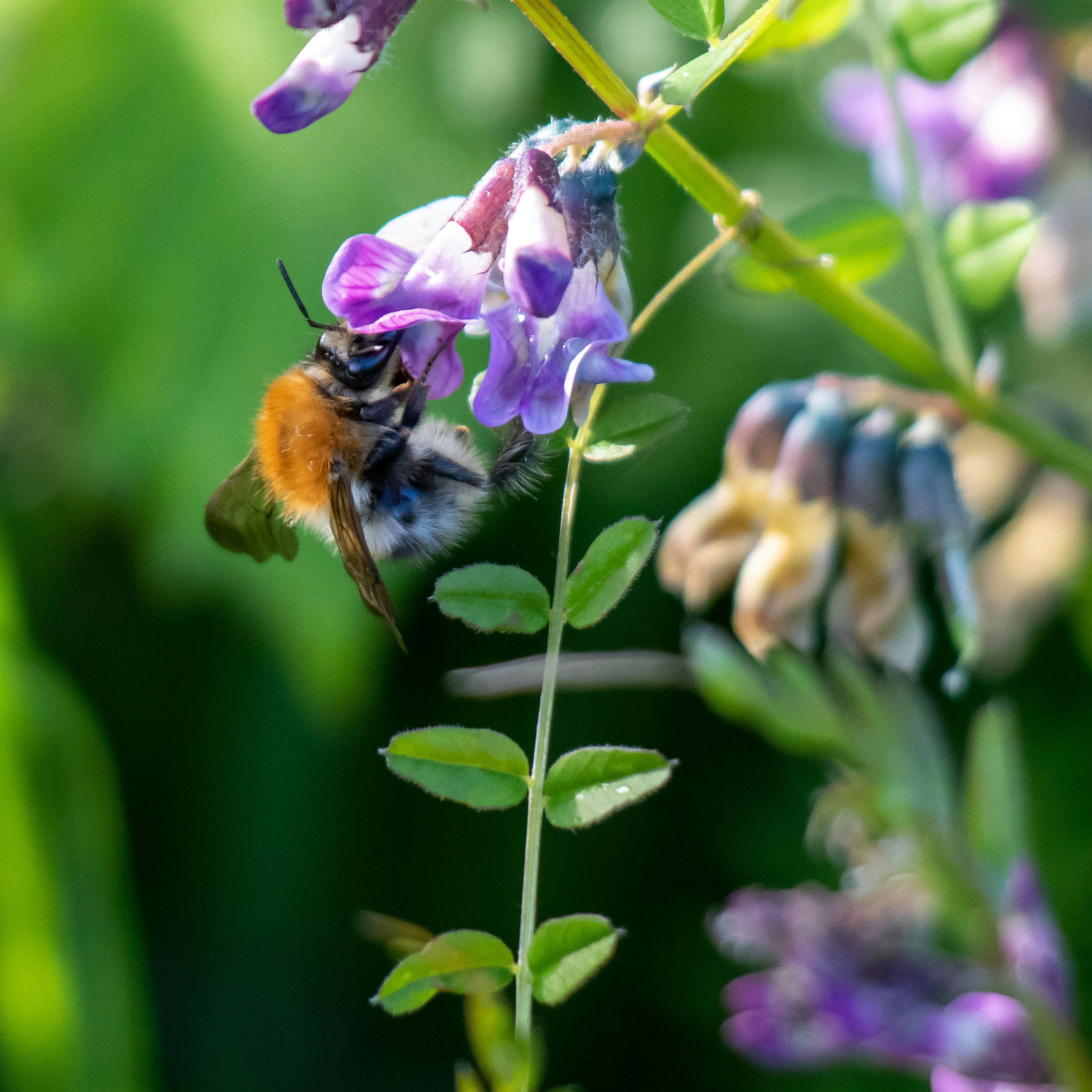 Photo by matthieur68