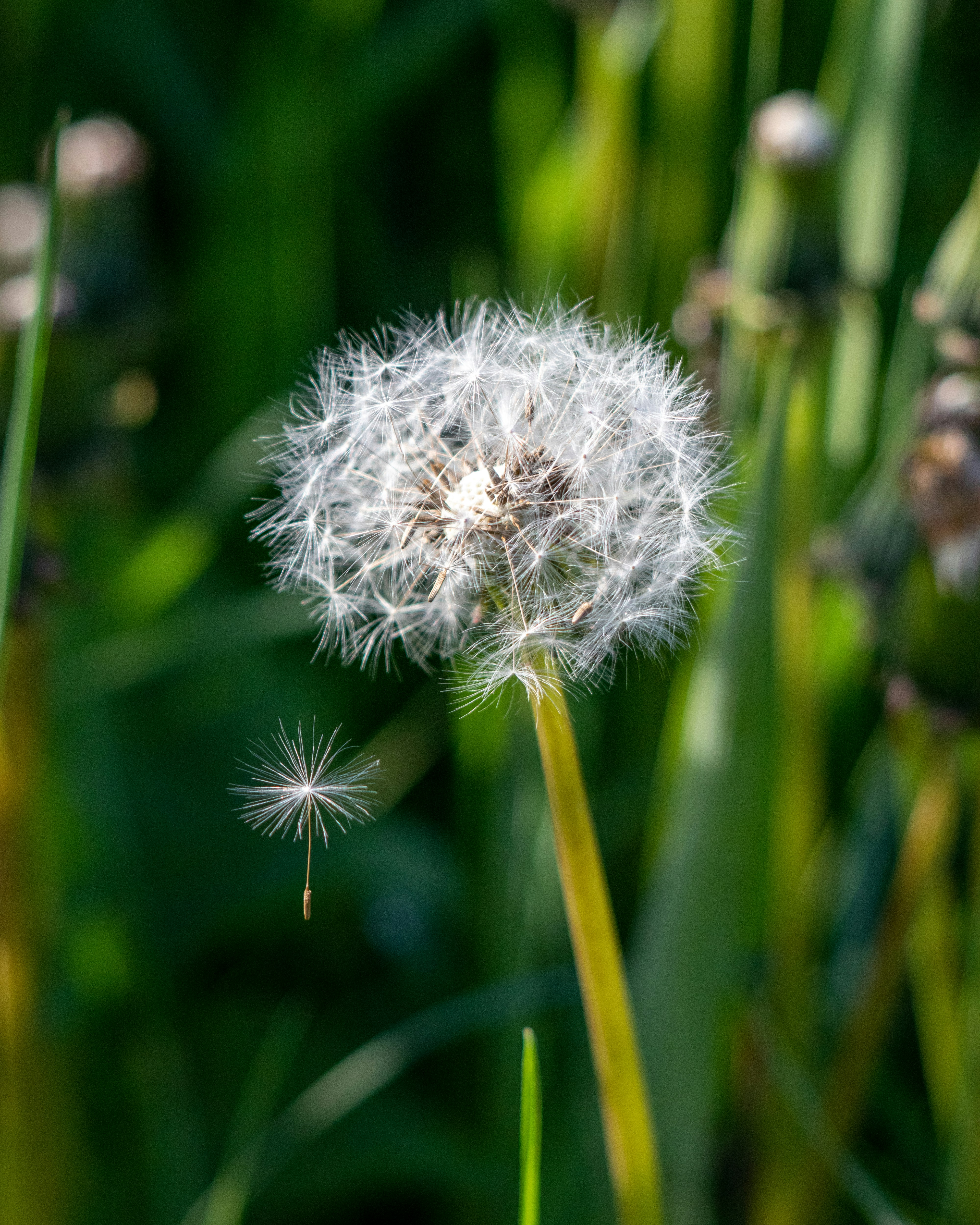 Photo by matthieur68