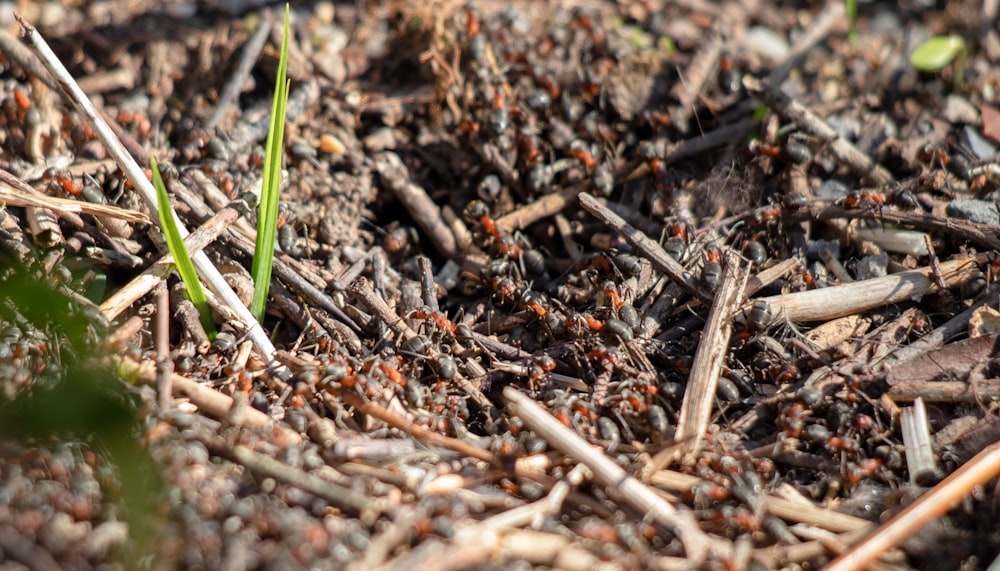 a close up of a bunch of dirt and grass