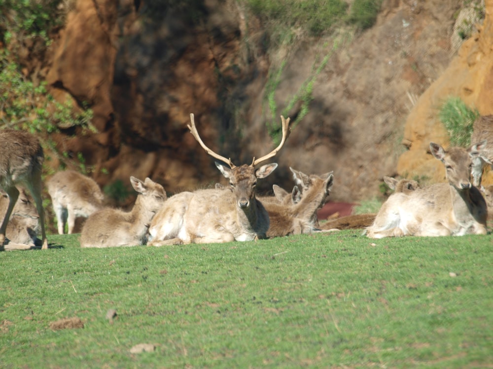 a herd of deer sitting on top of a lush green field