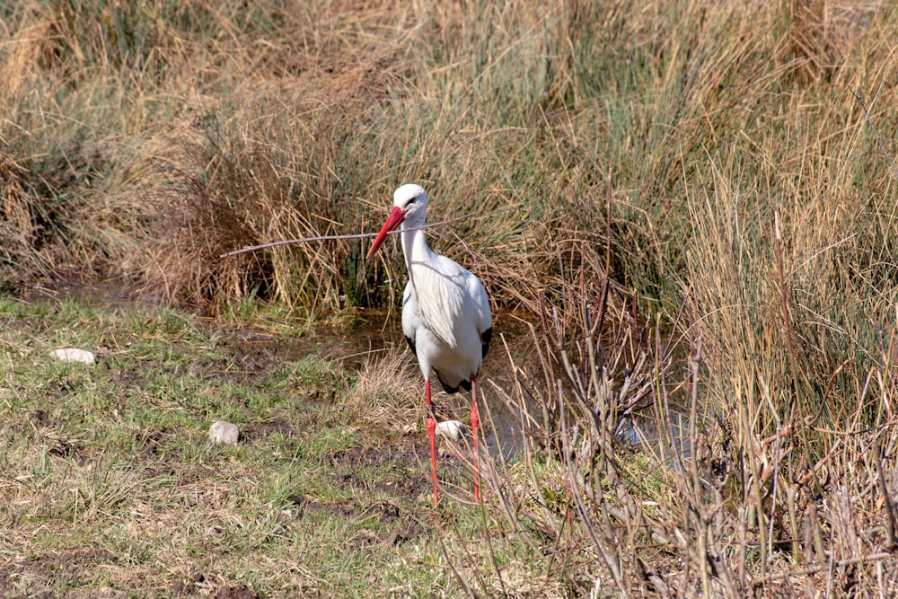 a large white bird with a long red beak