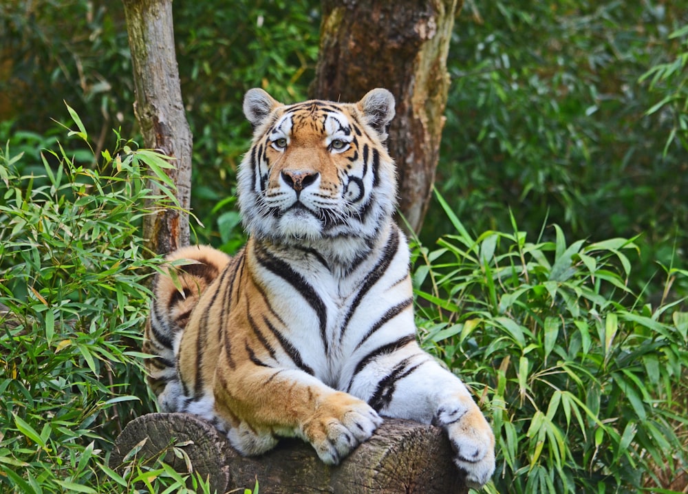 a tiger sitting on top of a tree stump