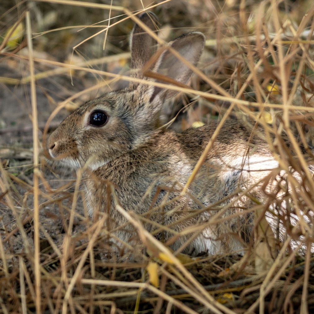 a small rabbit is sitting in the grass