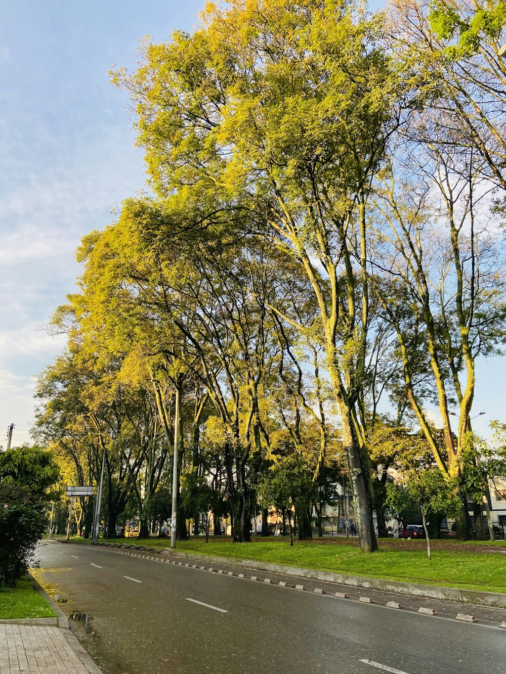 a street lined with lots of trees next to a lush green park