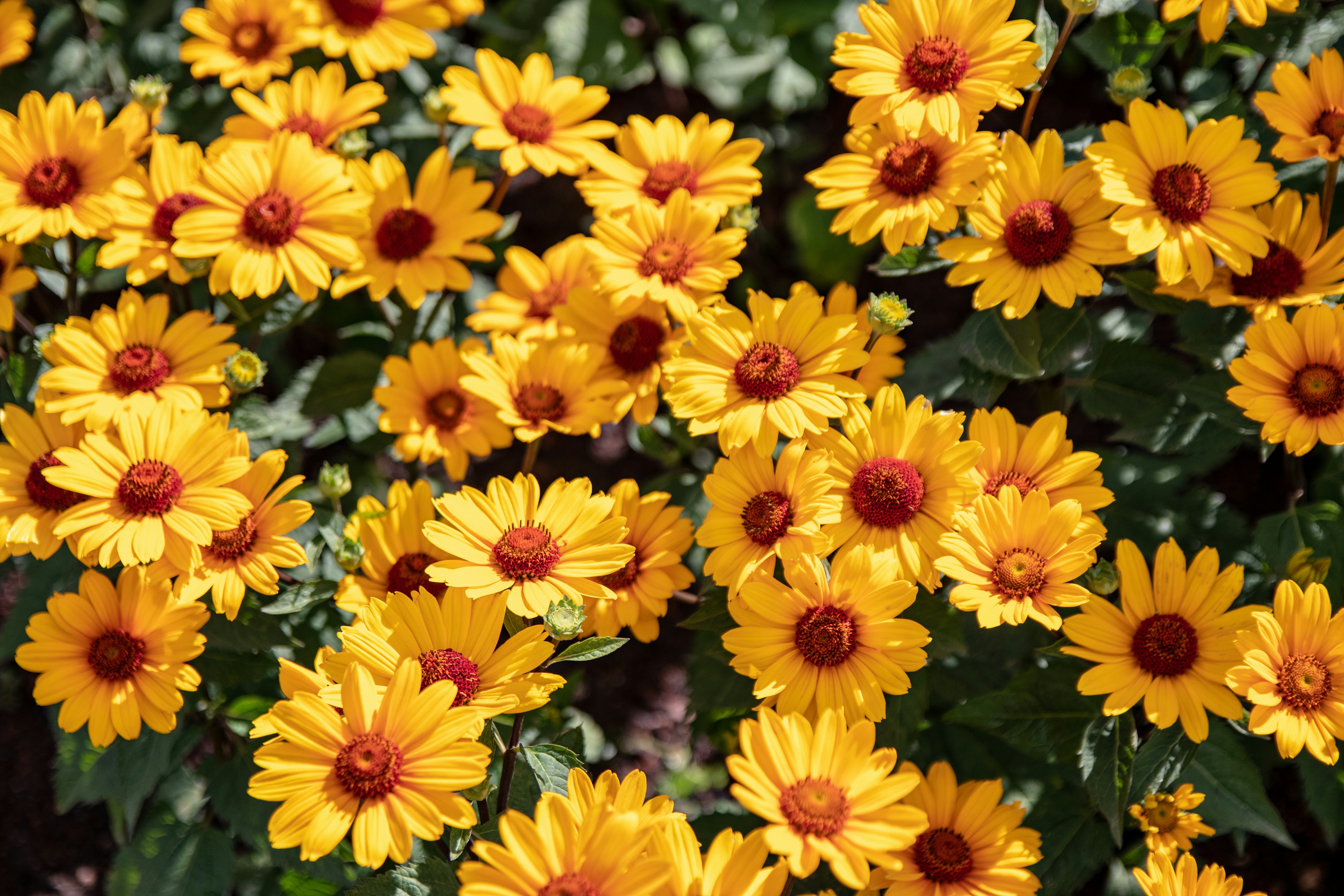 a bunch of yellow flowers with red centers