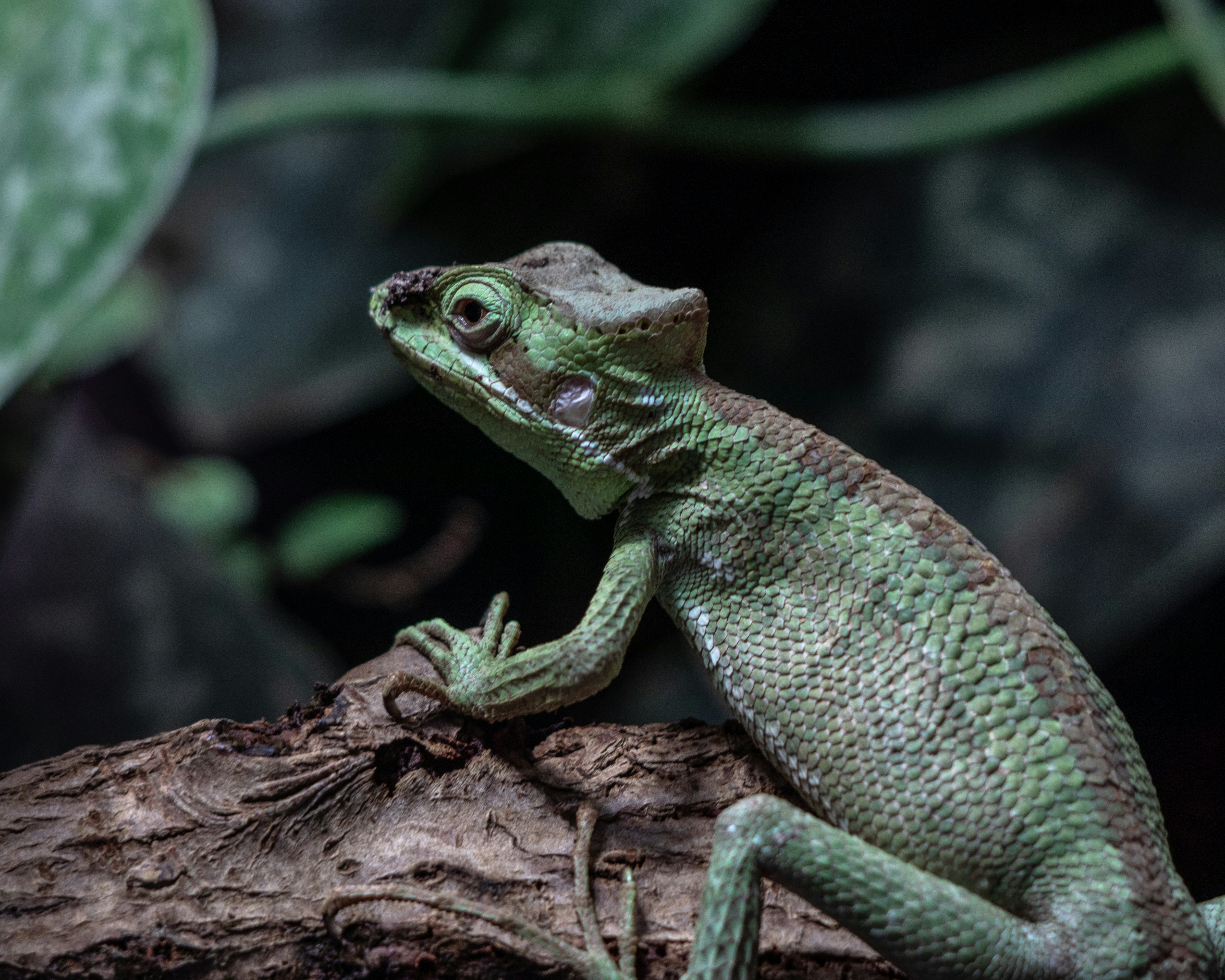 a green lizard sitting on top of a tree branch