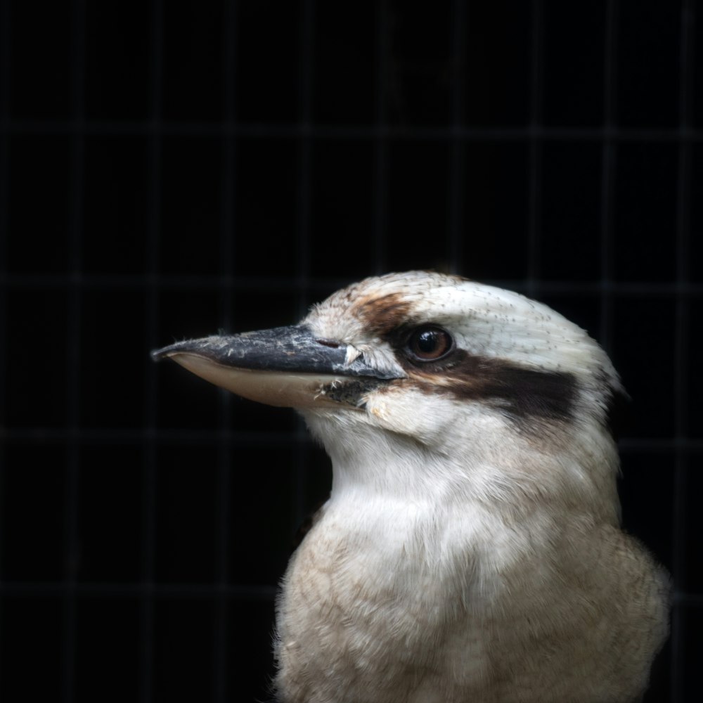 a close up of a bird with a black background