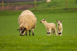 a sheep and two lambs in a grassy field