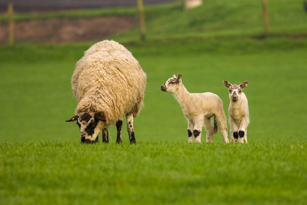 ein Schaf und zwei Lämmer auf einem grasbewachsenen Feld