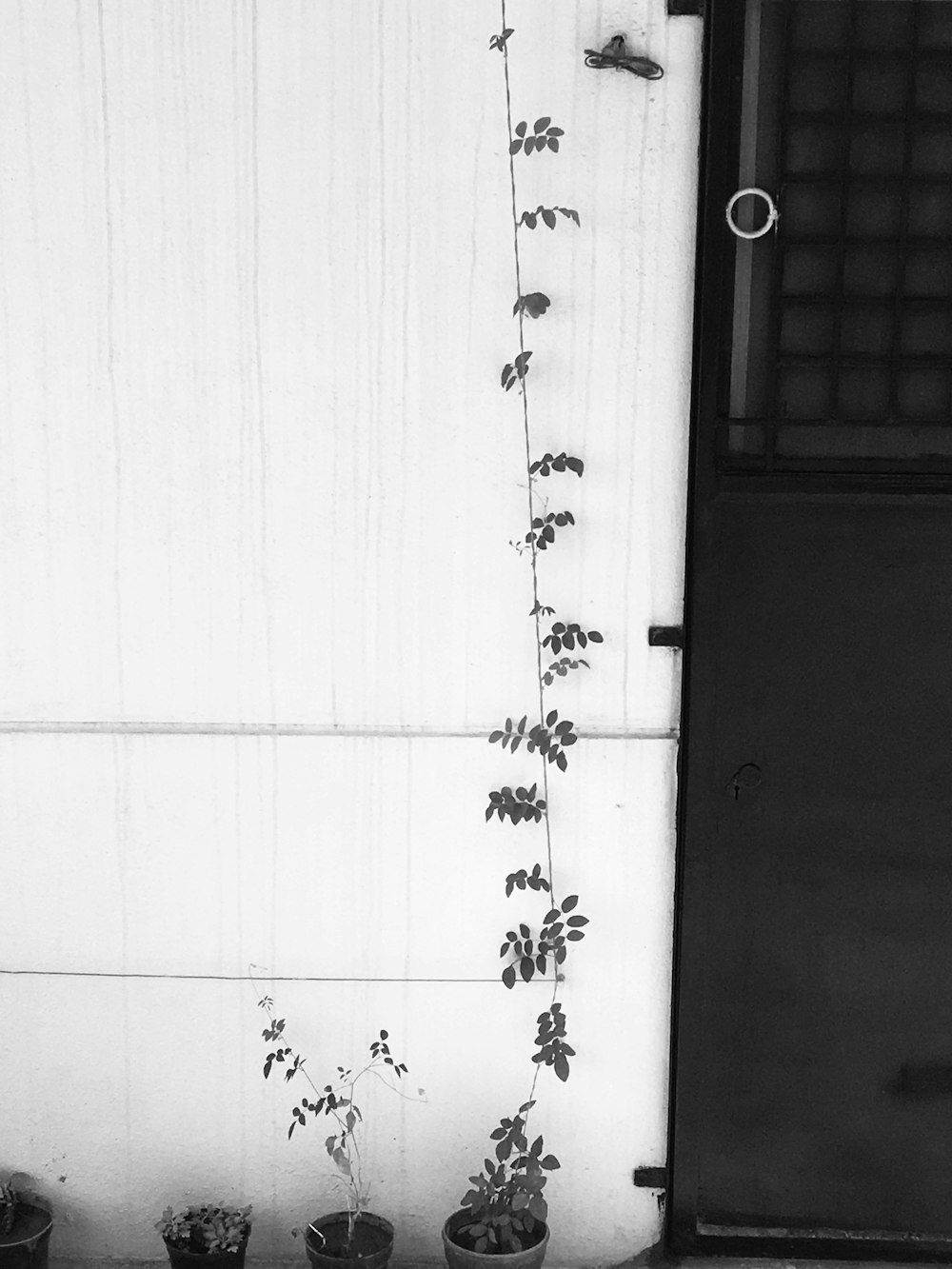 a black and white photo of a plant on the side of a building
