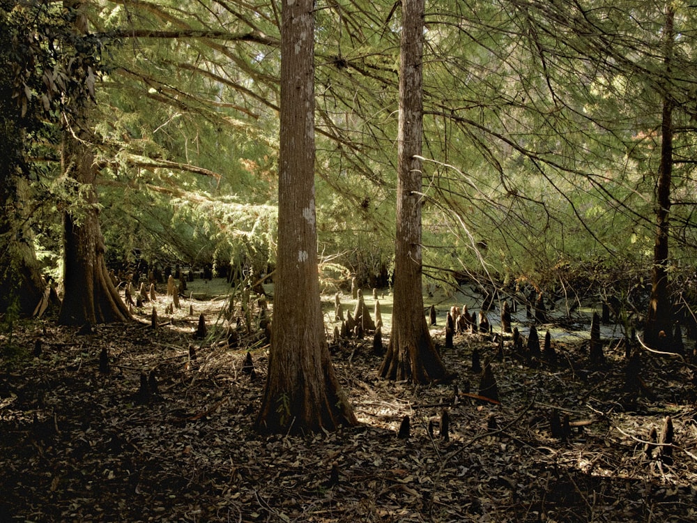 a forest filled with lots of tall trees