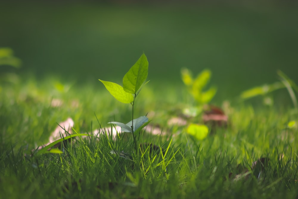 a small green plant sprouts from the grass