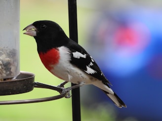 A bird with striking black, white, and red plumage is perched on a bird feeder. Its beak is open as it appears to be eating seeds. The background is blurred with a mix of greens and blues, suggesting a natural outdoor setting.
