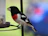Close-up of a colorful bird happily eating from a wooden feeder with natural textures.