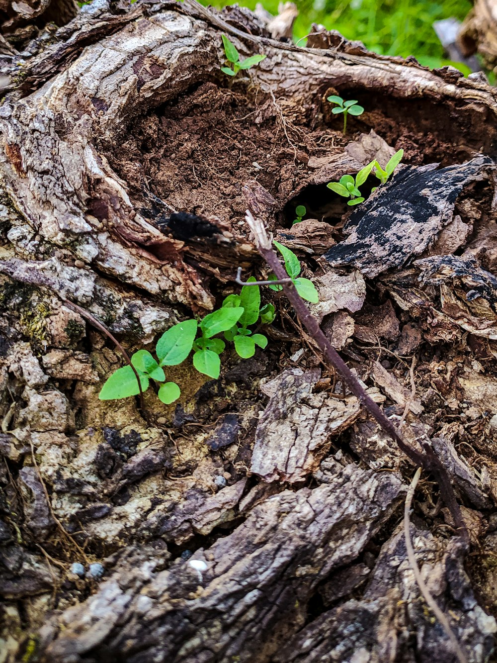 uma pequena planta que cresce fora da casca de uma árvore