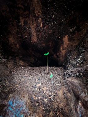 a small green plant growing out of the ground