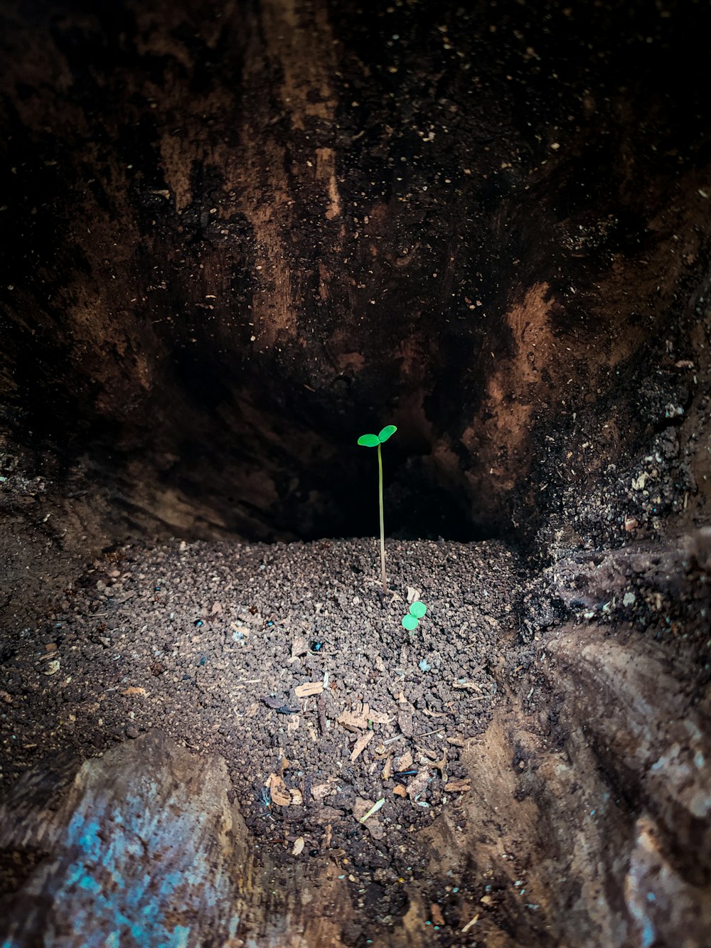 a small green plant growing out of the ground