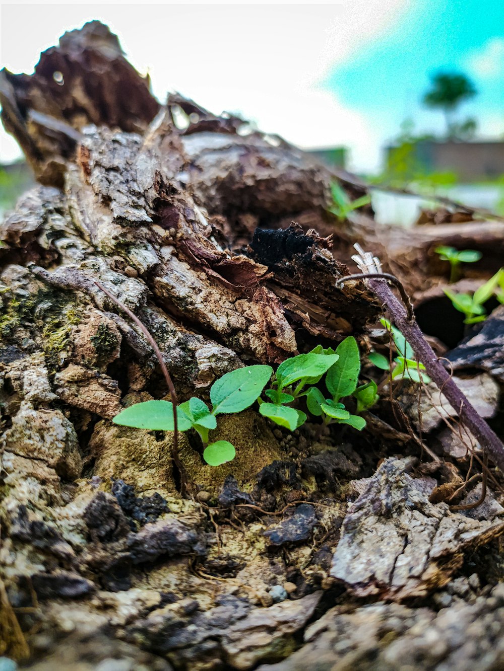 a small plant growing out of the bark of a tree