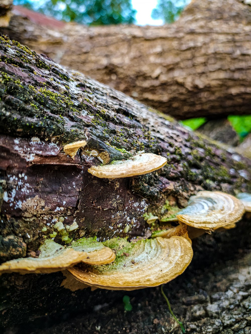 a group of mushrooms growing on a tree