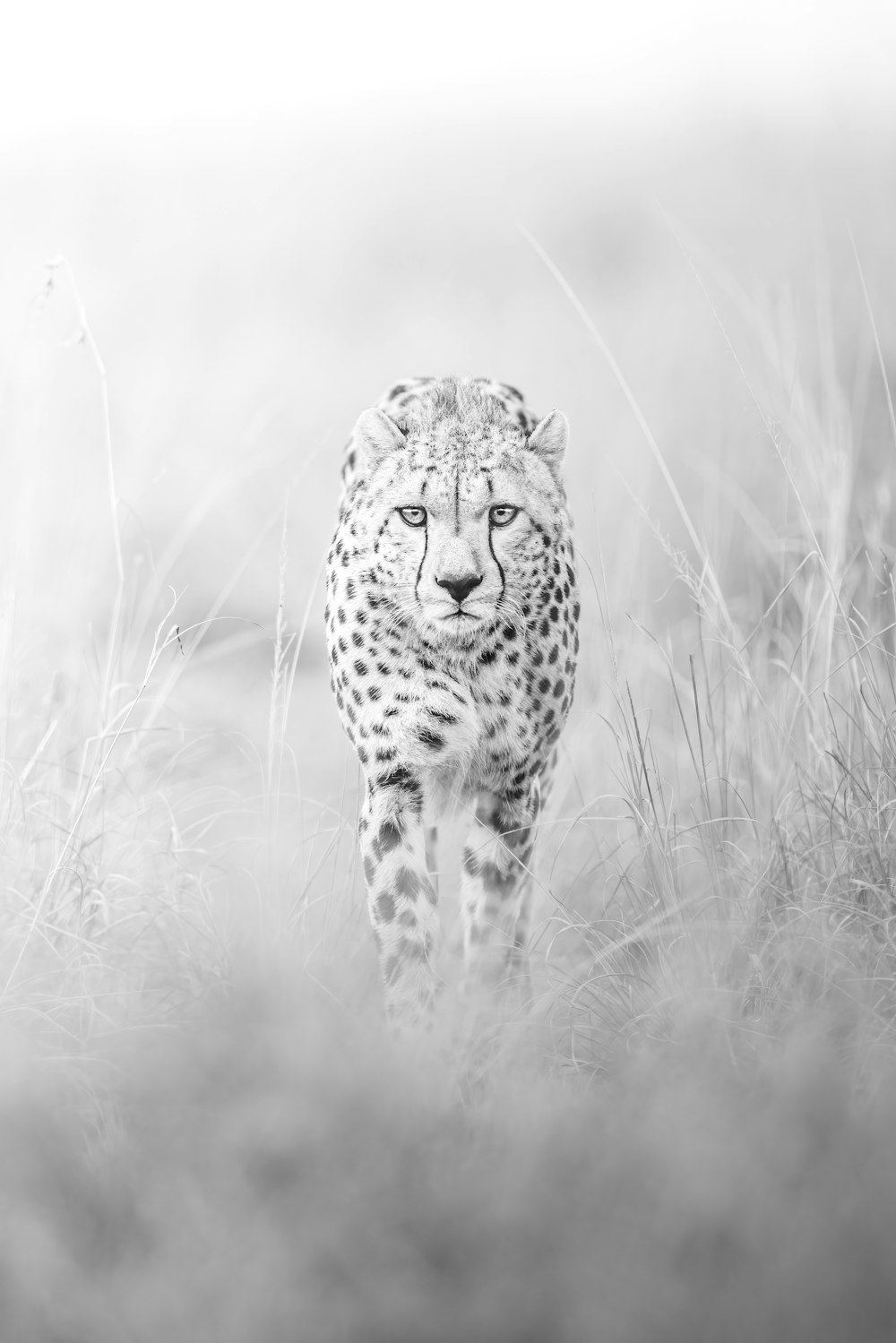 a black and white photo of a cheetah